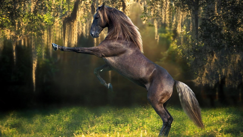 animals, animal, talented, dance, horse, 1080P