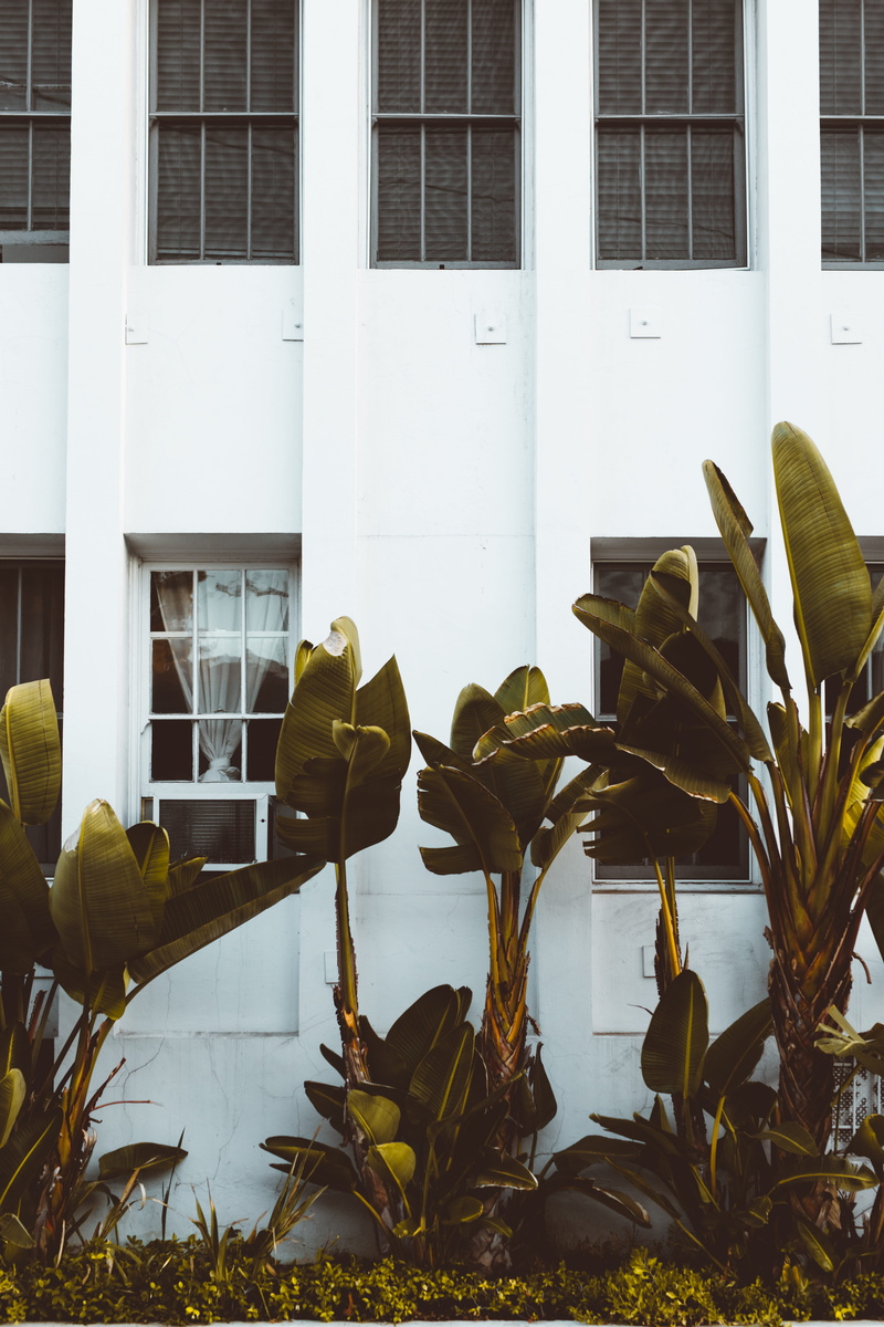 plant, leafe, white, la, outdoors, building Exterior, building, minimal, near, white house, los angeles, botanical, white wall, curtain, no People, secret window