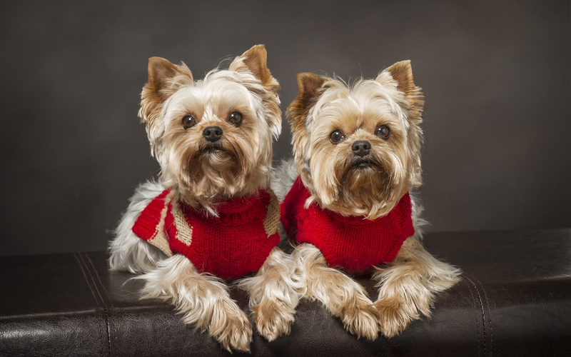 Yorkshire, terrier, Dog, Twins, 2K