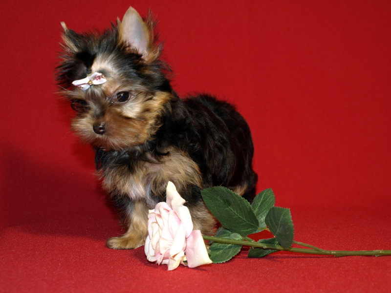 yorkshire, purebred dog, small, young animal, cute, domestic, domestic animals, sitting, puppy, colored background, lap dog, animal, dog, no people, mammal