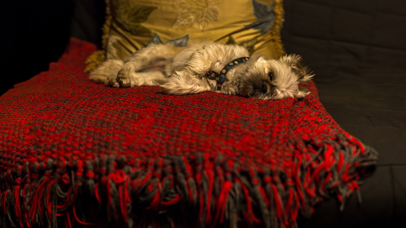 laziness, everything is garbage, room, plaid, prostration, devastavit, sofa, dog, Yorkshire Terrier, the dark background, lies, 4K, York-Terrier, pillow