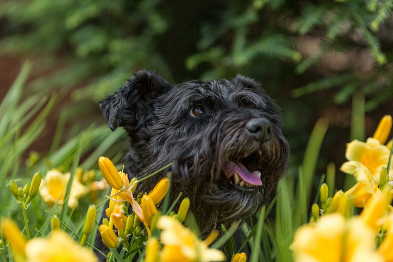 flowering plant, friendship, schnauzer, 4K, growth, no People, pets, portrait, meadow, green Color, mammal, dog, grass, sitting, yorkshire, protruding tongue