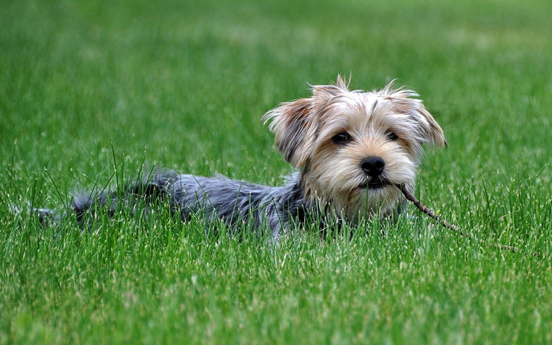 playful, grass, mammal, yorkshire Terrier, sitting, plant, small, 1080P, lap dog, domestic, nature, cute, tan, green color, puppy, animal themes, portrait