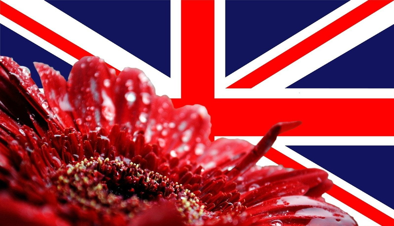 growth, Misc, flower arrangement, 720P, striped, studio shot, no people, day, plant, fragility, patriotism, Union Jack, flower, red, selective focus, nature