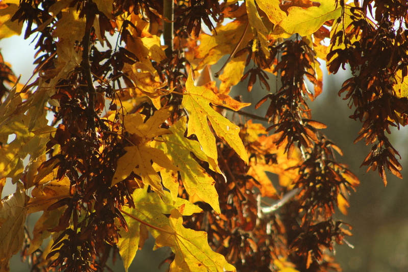 autumn, tree, m, leaves, yellow, fall, natural condition, nature, sunlight, outdoors, day, no people, colorful, tranquility, shadow, plant part, autumn collection
