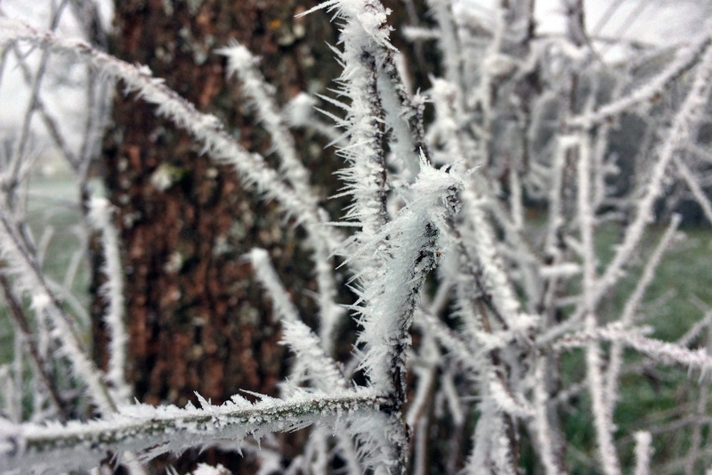 tree, 2K, coniferous tree, beauty in nature, day, tranquility, close-up, winter, selective focus, frost, snow, focus on foreground, wintry, outdoors, ice