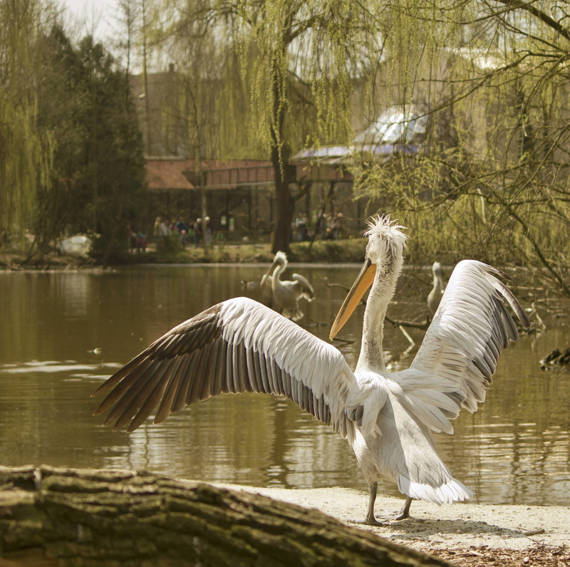 2K, group of animals, flapping, animal, tree, water bird, animal wildlife, rev up, day, spread wings, animal themes, plant, animals in the wild, nature