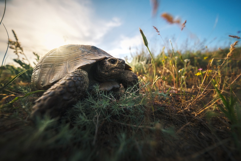 The Caucasus, animal, nature, Dagestan, grass, Rev Alex, turtle, 1080P