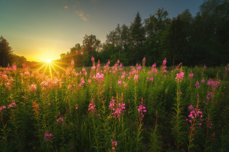 fireweed, trees, the sun, grass, summer, 1080P, nature, rays, landscape, Ivan-tea, the evening, Rev Alex, sunset