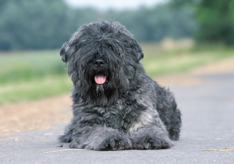 white, summer, des, sitting, looking at camera, pets, panting, portrait, looking, canine, terrier, no People, dog, one Animal, domestic, 5K, day, black Color