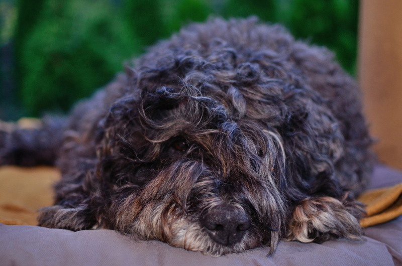 fur, niegowonice, 4K, poland, one animal, vertebrate, bouvier, black dog, close-up, relaxation, animal body part, relax, lying down, small, animal themes
