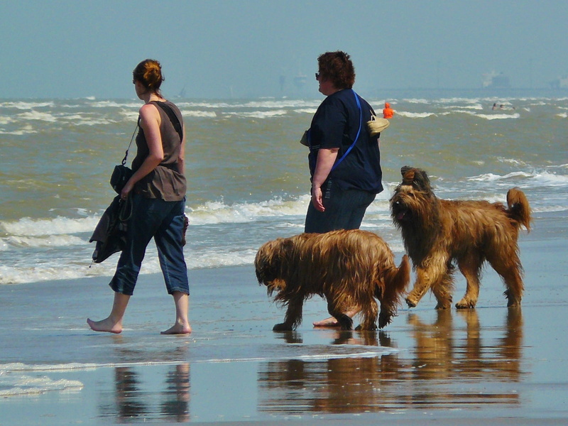 domestic, togetherness, dog, human, women, north sea, water, holiday, domestic animals, people, recovery, two people, relaxation, pets, holidays, nature