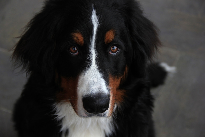 dog, body part, canine, companion, domestic animals, domestic, one animal, no people, 5K, fur, border collie, mammal, black color, animal themes, animal eye