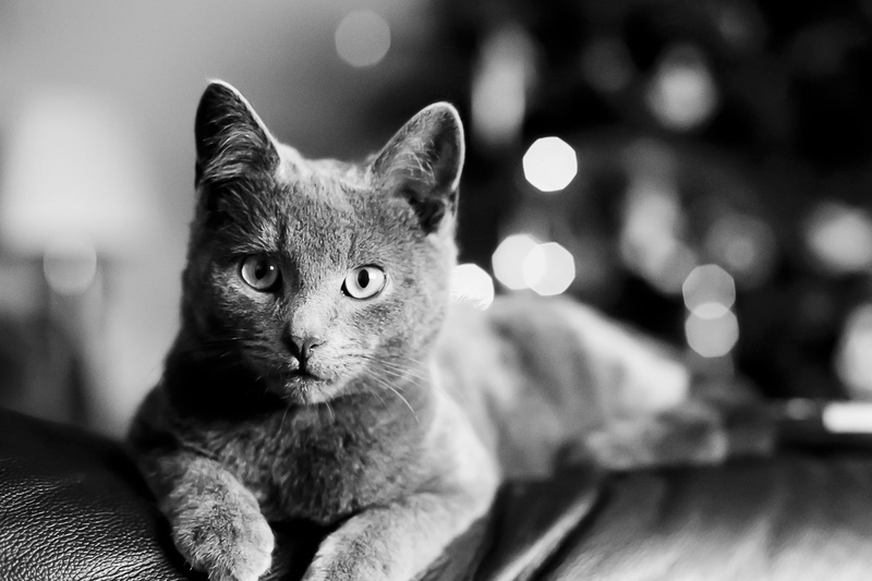 portrait, mammal, domestic, vertebrate, no people, look, looking at camera, Bartholomew Photography, feline, focus on foreground, animal eye, whisker, black and white