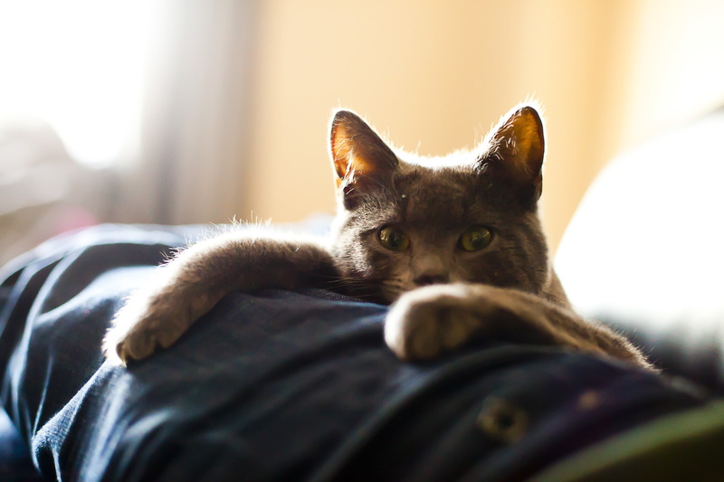 Bartholomew Photography, lies, legs, look, cat, 1080P