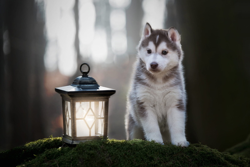 paws, puppy, hill, baby, face, 1080P, sitting, pose, moss, light, trees, forest, look, cute, Park, Siberian husky, lantern, background, dog, husky, bokeh