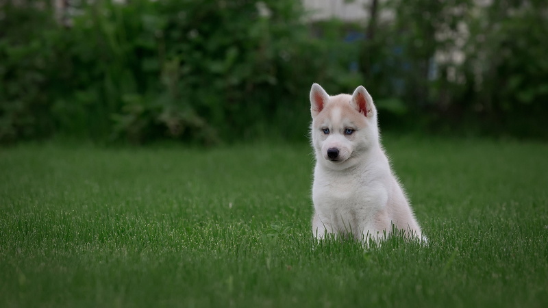 look, nature, 2K, grass, husky, puppy, the bushes, pose, lawn, green, dog, white, baby, Siberian husky, background, sitting, face, Park