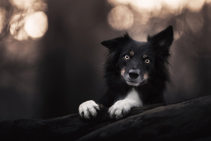 log, look, bokeh, 1080P, black, portrait, the border collie, face, paws, puppy, the dark background, dog