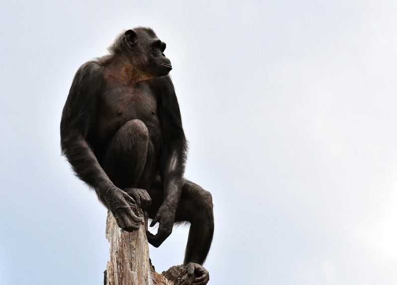 Chimpanzee, Zoo, Monkey, Ape, Monkeys, 1080P, Primate