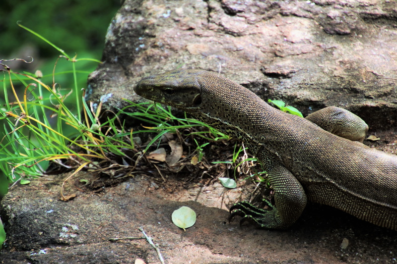 sri lanka, the environment, iguana, nature, one animal, land, day, at the court of, scenically, park, animals, snake, solid, sunny day, wild, sunny, animal scale