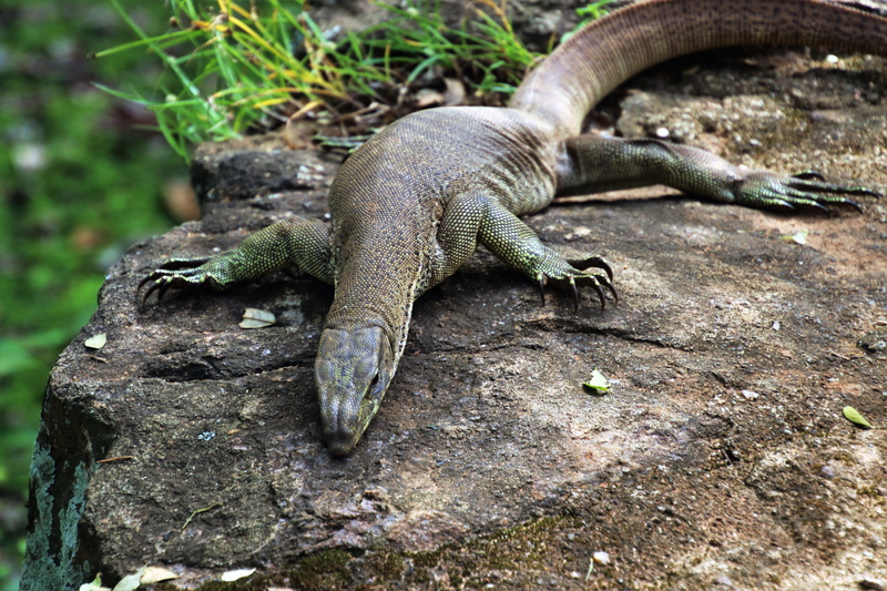 sri lanka, lizard, rock, animal themes, forest, the environment, day, tree, no people, park, animal, vertebrate, rock - object, gray, close-up, iguanas