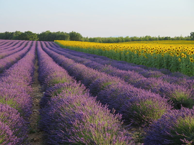 purple, flowering plant, agriculture, flowerbed, growth, lavender, scenics - nature, field, flower head, france, landscape photography, farm, flowers, environment