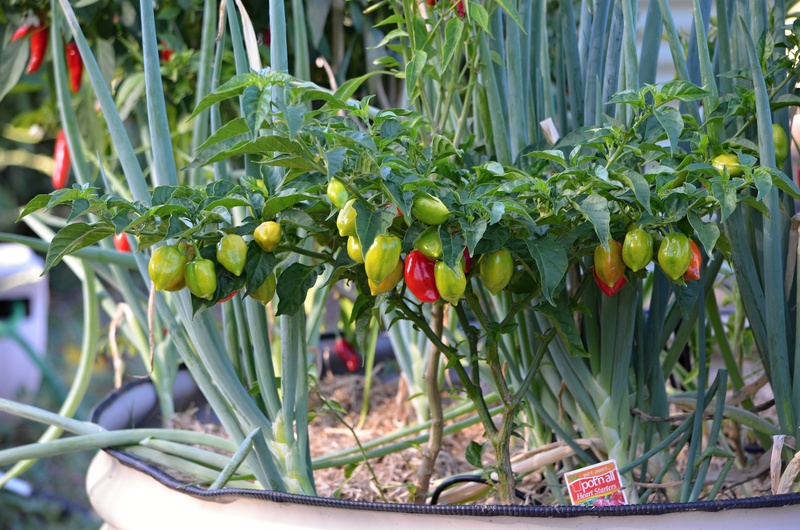 chilli pepper, peppers, 2K, chilies, freshness, very hot chili, ripe, eating, green color, fruits, spice, red, vegetable, spicy, cooking, vegetarian food
