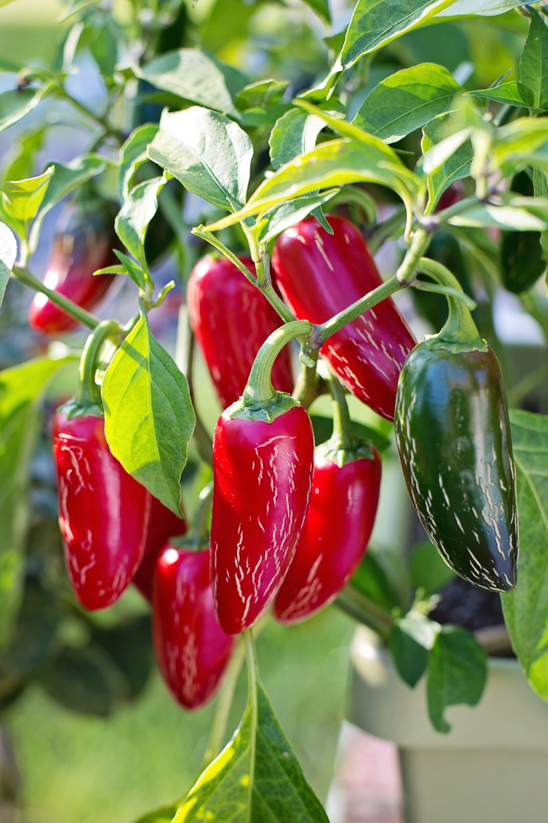 chili, growth, 4K, plant part, pepper, healthy, leaf, natural, freshness, ripe, mexican, beauty in nature, plant, outdoors, food and drink, chilli, fruit