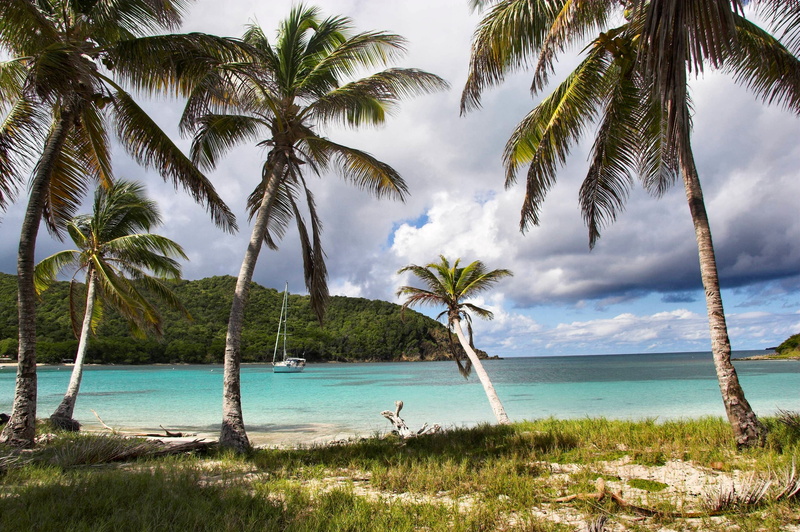 tree, plant, trees, beach, palm, caribbean, tropics, relaxation, tropical climate, growth, island, resort, sea, scenic, tropic, ocean, paradise, tranquil scene