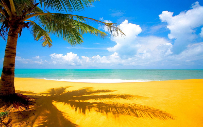 palm, nature, tree, 2K, yellow, sand, beach