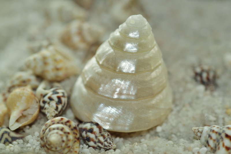 sand beach, swirl, mother of pearl, 4K, invertebrate, maritime, photography, nature, water creature, animal world, holiday, fauna, deco, snail shell, animals in the wild