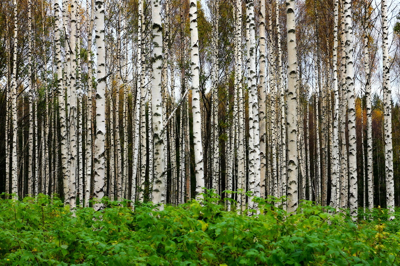 björk, höst, birch, nature, forest, träd, 4K, plants, naturen, green Color, backgrounds, Asymmetric, outdoors, leaf, green, green leaf, trees, Explore