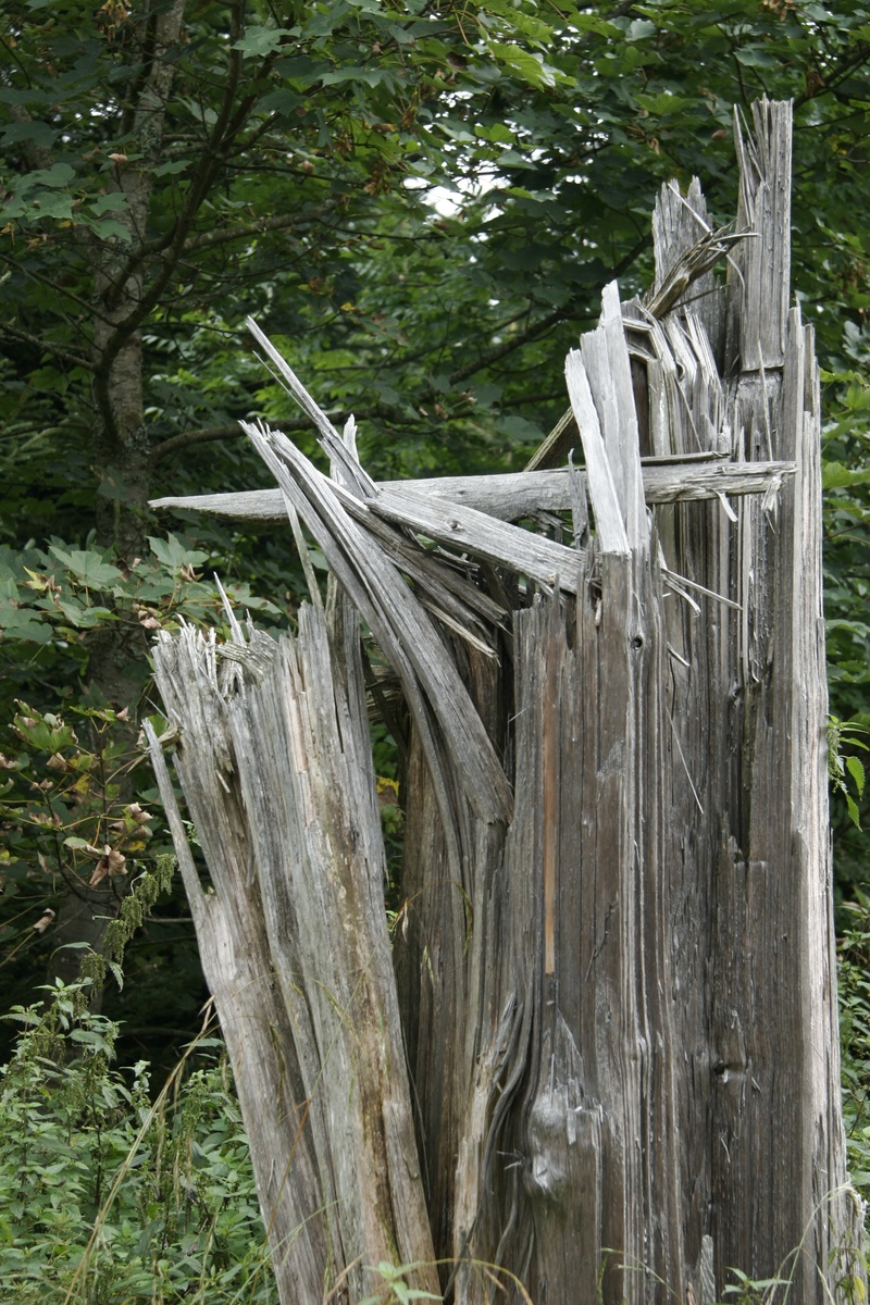 2K, land, boundary, outdoors, security, barrier, forest, trunk, no people, growth, wooden post, tranquility, tree trunk, plant, tree, green color, safety