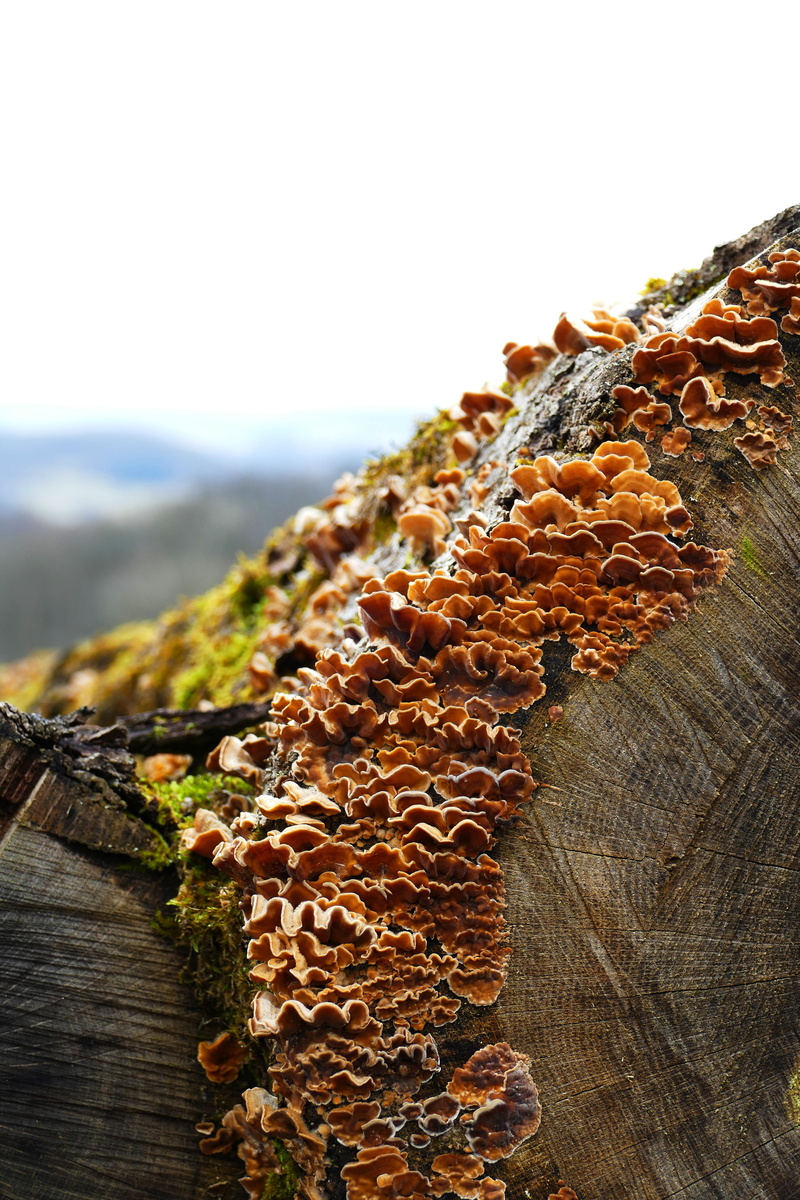 mushroom, close-up, tree felling, outdoors, growth, cracked, plant, cracks, tree, cutting, death, trunk, no people, textured, woods, sky, tree trunk, old