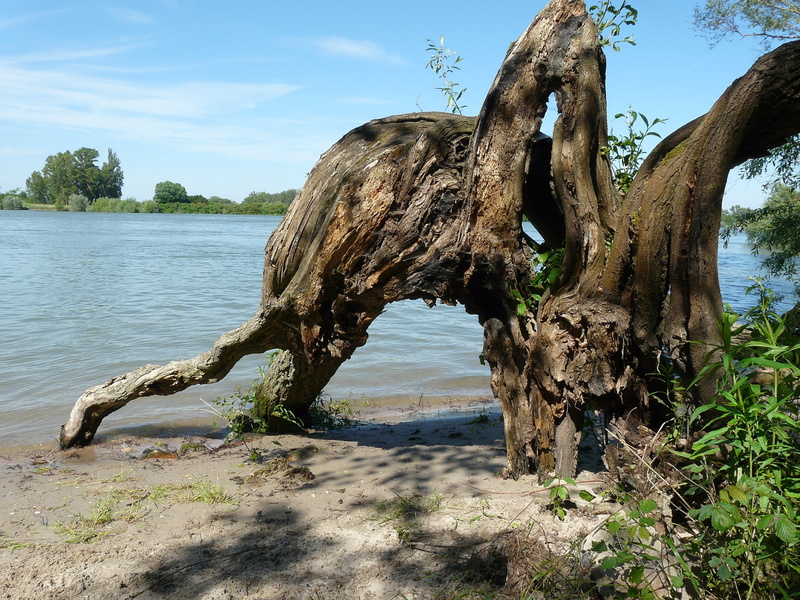 old, tree stump, old tree, river, nature, bark, tree, tranquil scene, wood, dead plant, weathered baum, tribe, sky, day, gnarled, no people, tree trunk
