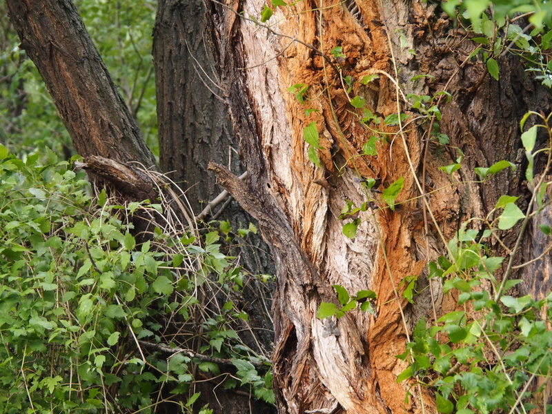 tree, woodland, weathered baum, day, tranquility, old tree, branch, pattern, leaves, growth, green color, outdoors, structure, plant, beauty in nature