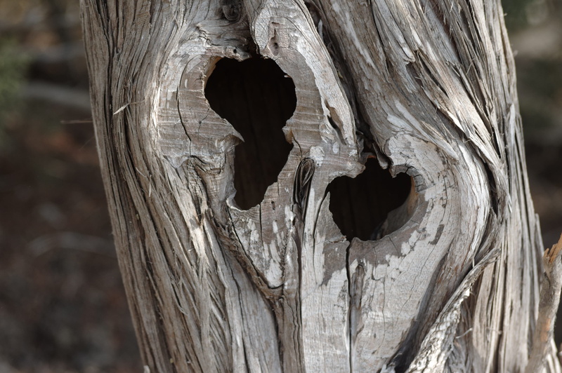 animal wildlife, outdoors, 4K, animal themes, tree trunk, craft, close-up, hole, no people, Baum, pattern, plant, Tree, wood - material, Old, creativity