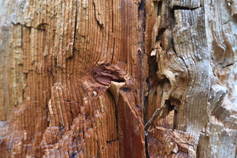 tree, trunk, rough, full frame, tribe, plant, textured, old, pattern, nature, weathered baum, close-up, nail, natural pattern, wood, wood grain, tree trunk