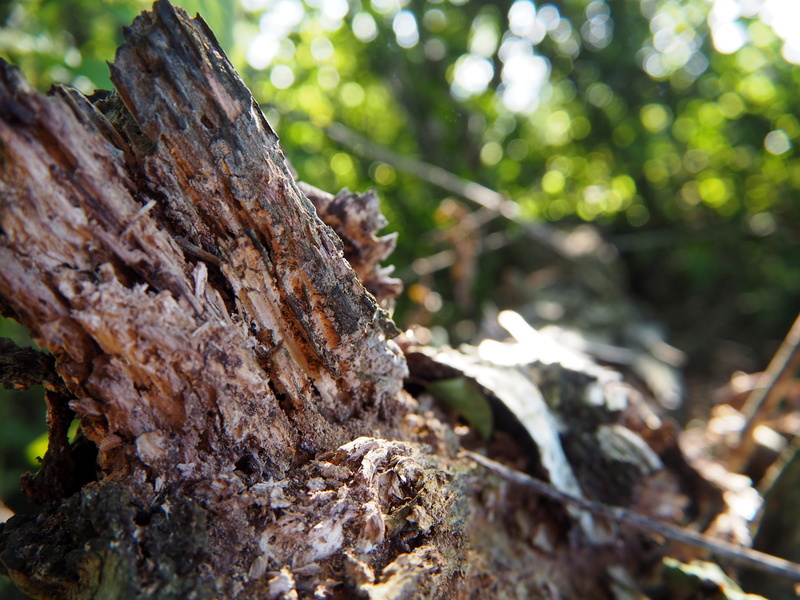 of course, wood, old wood, old, 4K, tree trunk, nature, sunlight, outdoors, log, structure, land, close-up, no people, day, wooden structure, trunk, focus on foreground