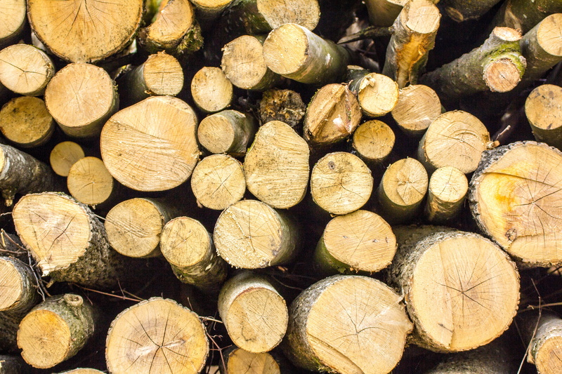 nature, 5K, roughhouse, tree felling, cracked, no people, day, forest, make wood, woodpile, annual rings, firewood, chopped, fuel and power generation