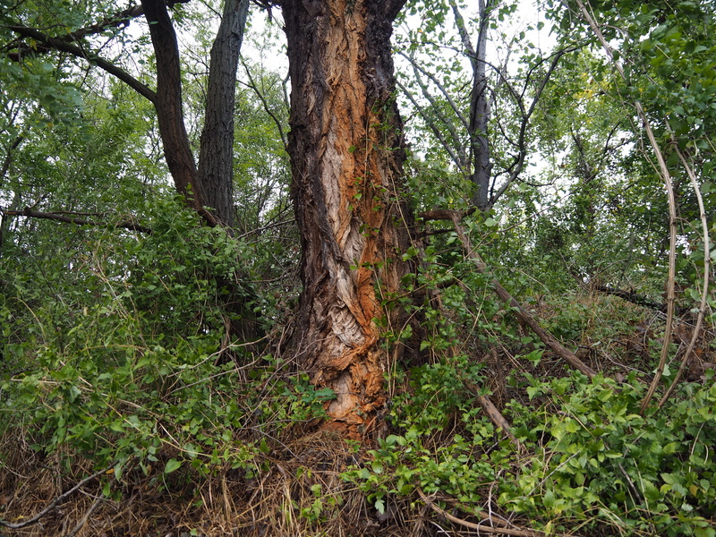 old, rainforest, cracks, green color, nature, no people, log, plant, structure, tranquil scene, weathered baum, wood, day, landscape, environment, pattern