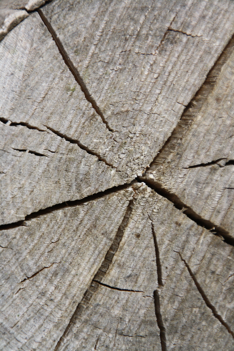 forest, landscape, day, cracked, tribe, wood, plane, plant, textured, nature, tree ring, outdoors, natural pattern, close-up, disc, full frame, textured effect