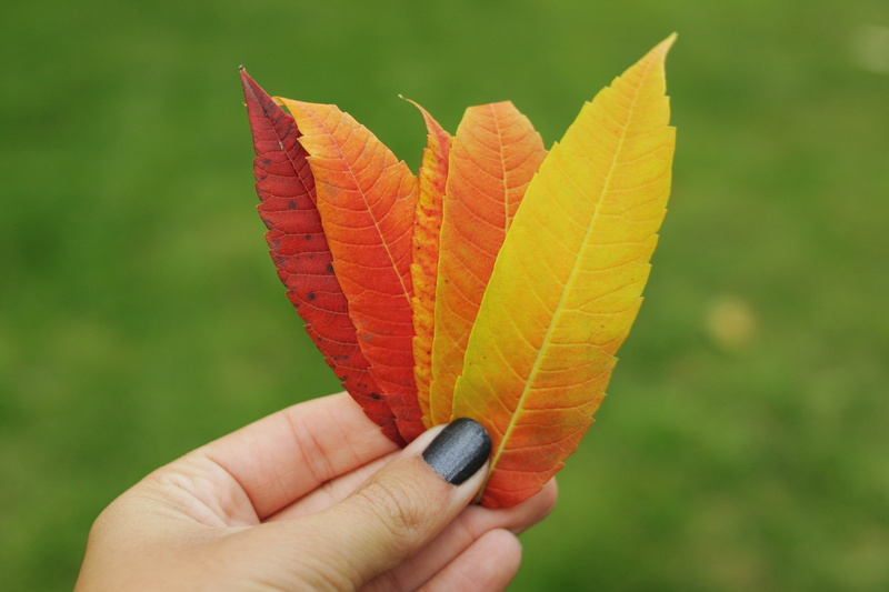 season, Baum, forest, autumn, human Hand, garden, leaves  green, tree, flora, park, selective focus, autumn leaves, autumn  colours, close-up, orange  walk