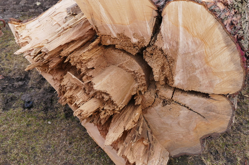 wood - material, outdoors, 2K, firewood, bark, deforestation, day, no people, timber, morscher, rotten wood, weathered, Morsch, old tree, close-up, tree stump
