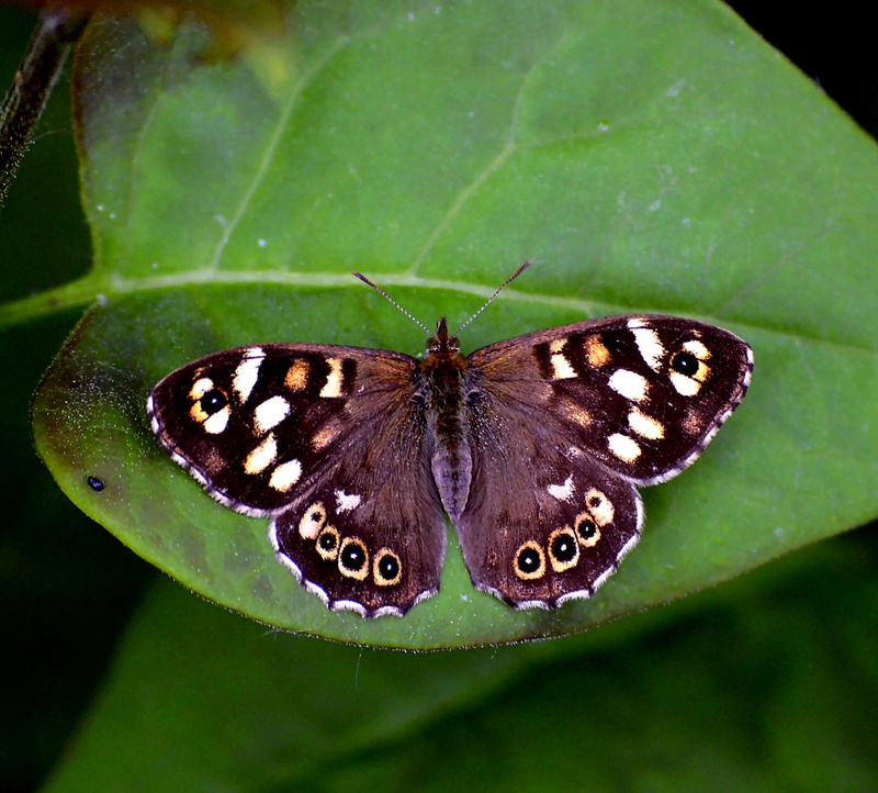 animal, plant, invertebrate, animal body part, insect, colorful, sunny, plant part, animal themes, butterfly - insect, public record, thursday, no people