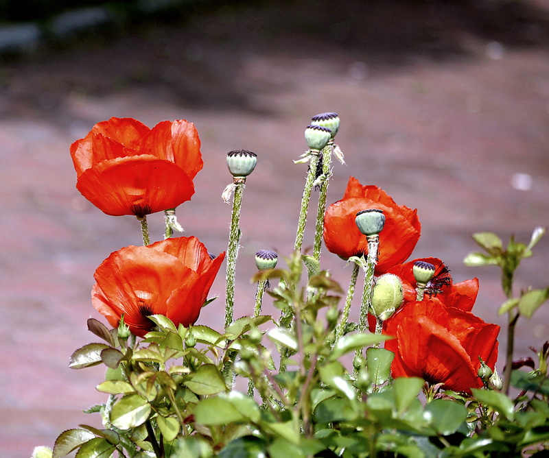 poppy capsule, bud, plant, flower, freshness, wildflowers, poppy flower, mood, bloom, outdoors, spring, oriental poppy, no people, red, field, growth, 2K