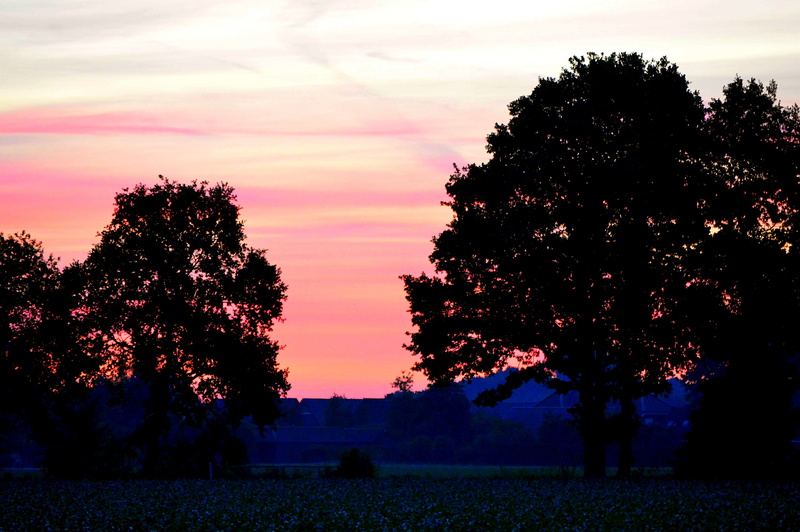 environment, growth, light, sunset, sun, landscape, tree, nature, tranquil scene, orange color, idyllic, colorful, emsland, lingen, plant, image, sunlight