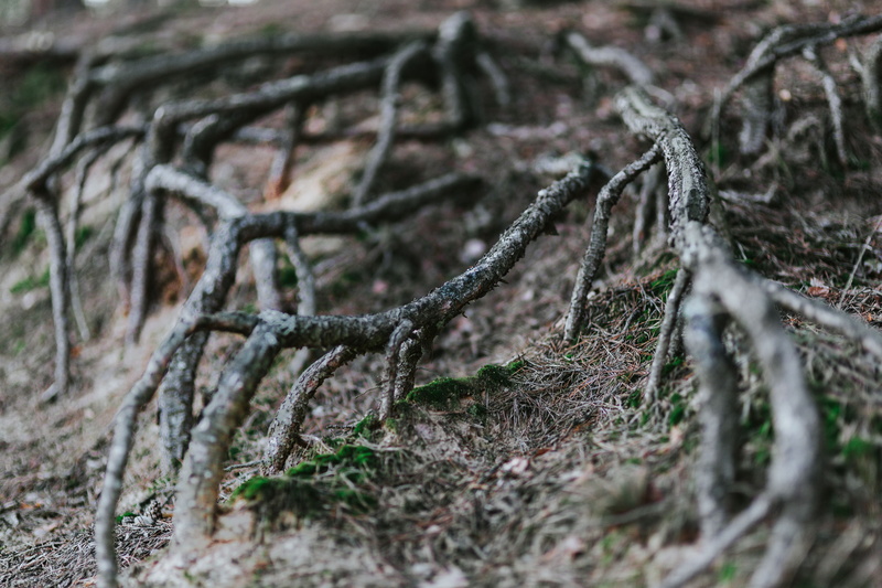 5K, focus on foreground, outdoors, walk in, leaves, tree, walk, land, plant, no people, field, logs, cold temperature, twig, nature, dry, trees, beauty in nature