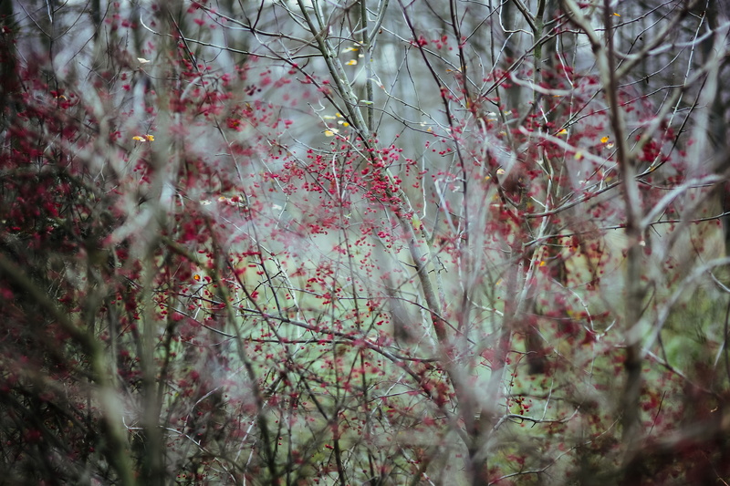 plant, freshness, wood, beauty In Nature, forest, plants, leaves, logs, close-up, walk, no people, cherry blossom, flowering plant, nature, springtime