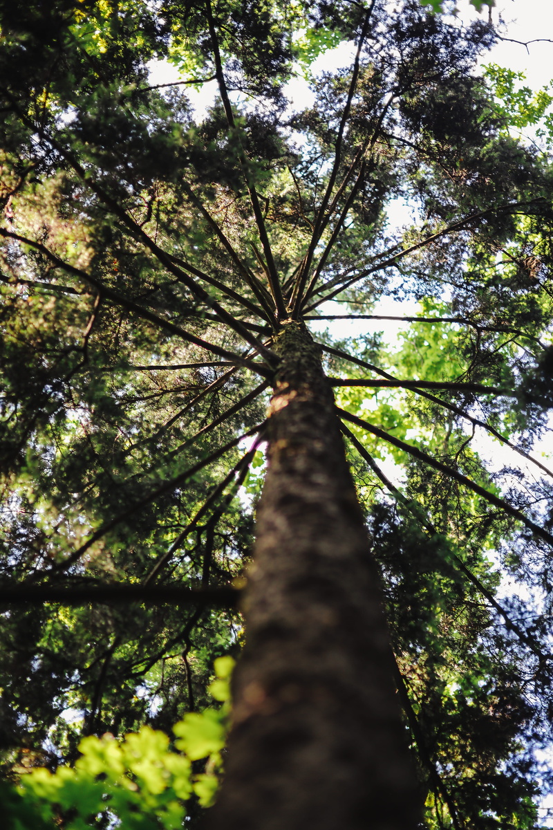 tranquility, walk, plant, tree, woodland, branch, green, outdoors, low Angle View, woods, tree Trunk, growth, green Color, leaf, lush Foliage, day, tall - High